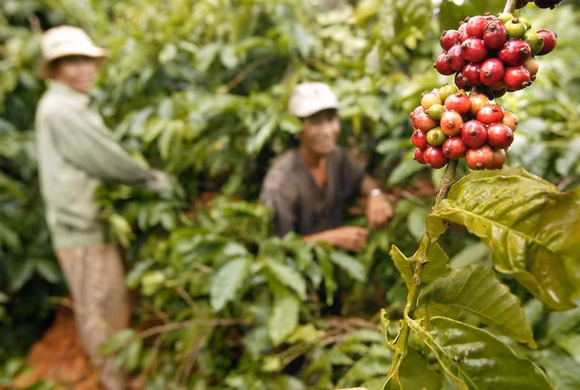 Buôn Ma Thuôt organise un festival du café en mars. Photo : Bloomberg / Getty