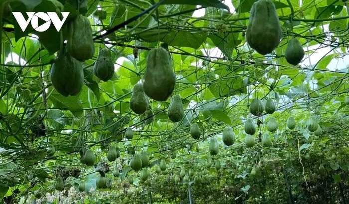 La chayote est adaptée aux conditions climatiques et au sol des montagnes, offrant des rendements exceptionnels.