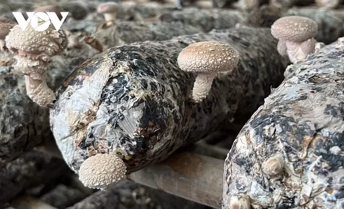 La culture des champignons bio à grande échelle aide de nombreuses familles à améliorer leurs revenus.