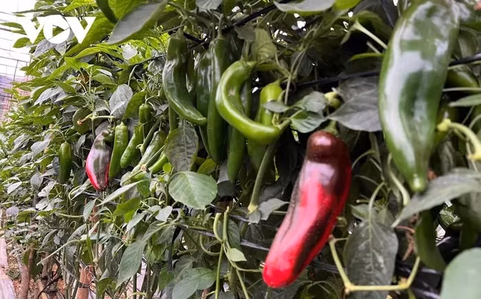 Le poivron doux est également un modèle en plein essor à Mu Cang Chai.
