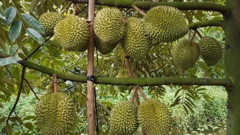 Le durian. Photo: bachhoaxanh