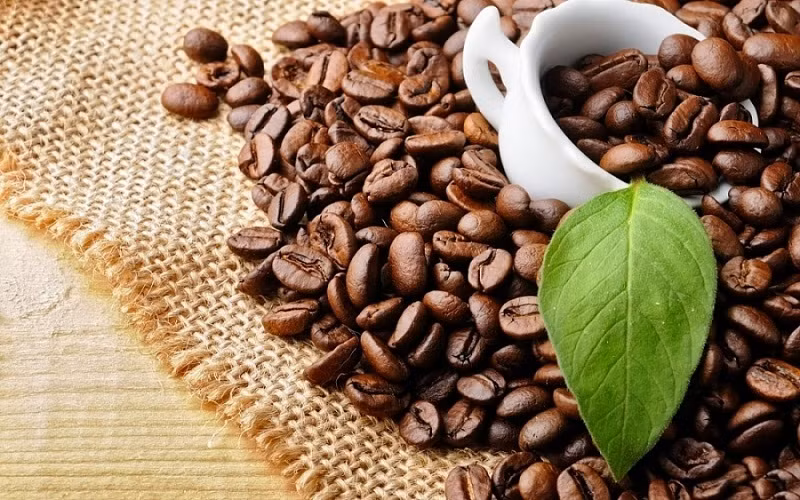 Les exportations vietnamiennes de café Robusta vers le Japon enregistrent une croissance à deux chiffres. Photo : VOV