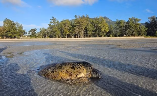 La tortue verte échouée sur la plage du cap Lo Voi dans le district de Côn Dao. Photo : VNA. La tortue verte échouée sur la plage du cap Lo Voi dans le district de Côn Dao. Photo : VNA.