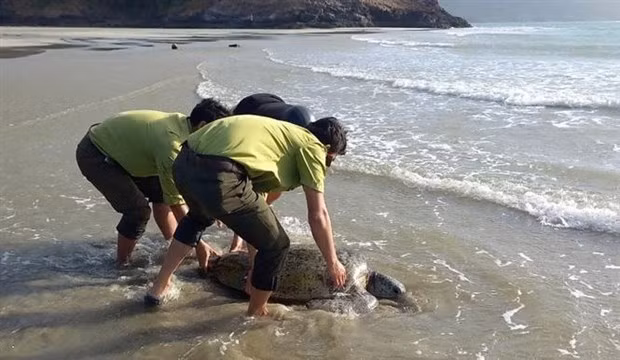 Relâchage de la tortue verte à Côn Dao. Photo : VNA. Relâchage de la tortue verte à Côn Dao. Photo : VNA.