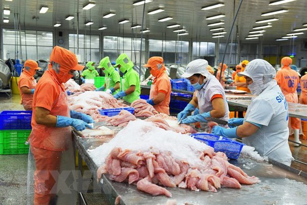 Transformation du pangasius pour l'exportation. Photo : VNA.