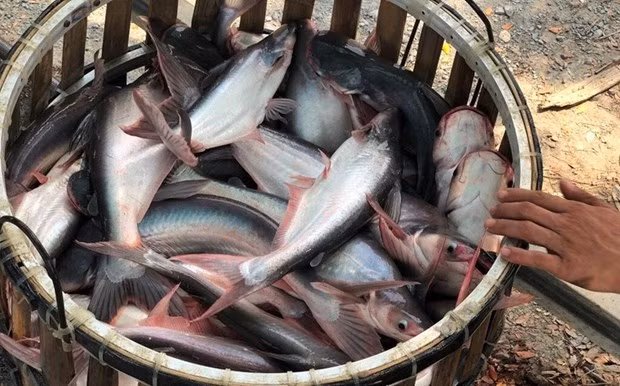 Les pangasius vietnamiens sont de plus en plus recherchés par la Thaïlande. Photo : VNA. 