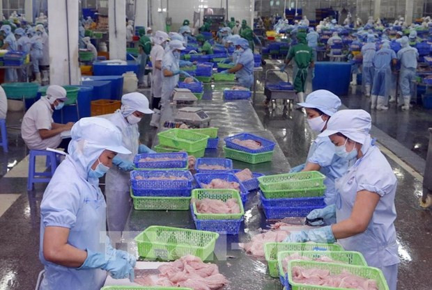 Transofrmation des pangasius pour l'exportation vers les États-Unis. Photo: VNA