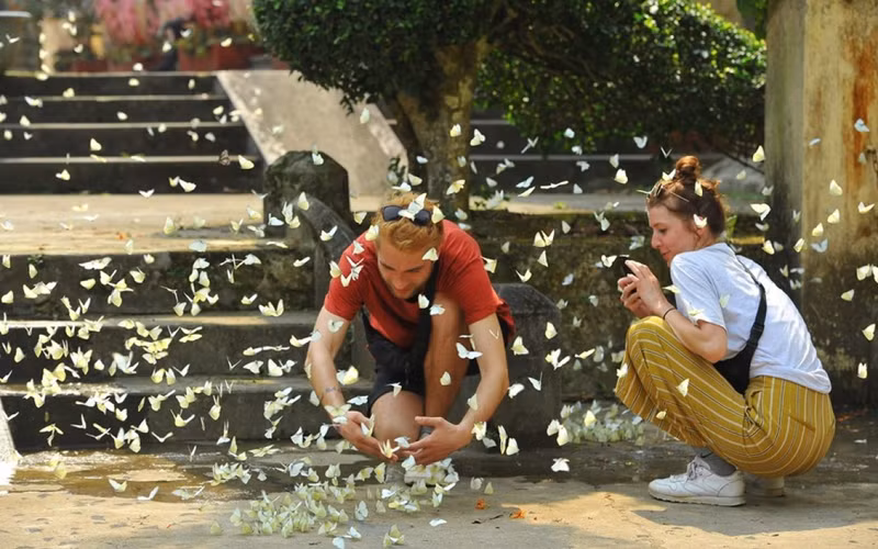 Le parc national de Cuc Phuong compte environ 2 000 espèces végétales et 2 600 espèces animales. Photo : VOV.