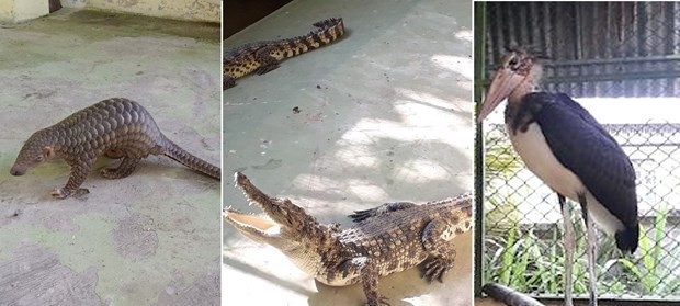 Des animaux sauvages à Tây Ninh. Photo : tayninhonline.vn