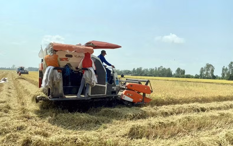 Le Vietnam maintient une production de riz stables, servant les exportations de riz. Photo : NDEL.