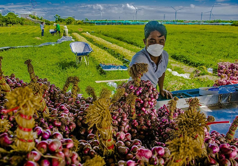 En 2022, la Chine a dépensé plus de 17 millions de dollars pour importer d’oignons, de ciboulette et d’ail du Vietnam. Photo : congthuong.vn