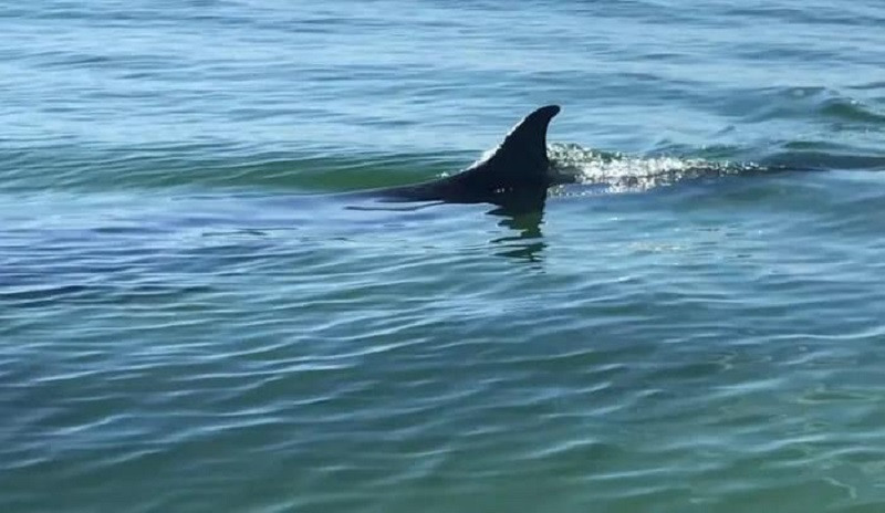 Une baleine d'environ 8m de long est apparue dans la zone maritime de la commune de Quang Công, dans le district de Quang Diên, province de Thua Thiên Huê. Photo : VOV.