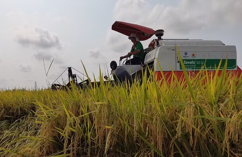 Pour exporter vers des marchés exigeants, les agriculteurs et les entreprises doivent se conformer à des processus stricts dans la chaîne de production du riz. Photo : NDEL