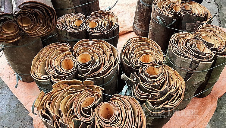 En août, le Vietnam a exporté 10 175 tonnes de cannelle. Photo : congthuong.vn 