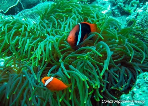 Récif corallien au Parc national de Côn Dao, province de Bà Ria-Vung Tàu. Photo : VNA.