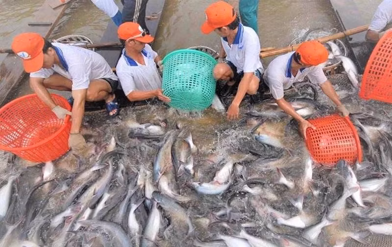 Les taxes antidumping constituent depuis longtemps un obstacle commercial majeur à l'exportation de pangasius du Vietnam vers les États-Unis. Photo : congthuong.vn