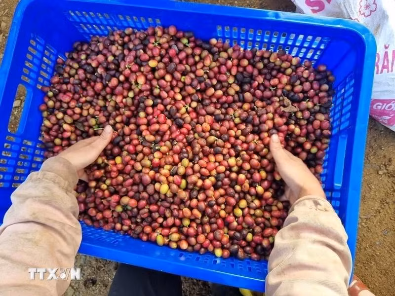 Les produits agricoles et les biens de consommation vietnamiens sont attractifs pour les importateurs israéliens, notamment le café. Photo : VNA.