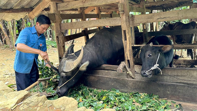 Grâce au soutien du gouvernement local sous forme de bétail destiné à la production, les revenus de la famille de Ly Van No, dans la commune de Thuong Thon, district de Ha Quang, province de Cao Bang, se sont progressivement améliorés. Photo : NDEL.