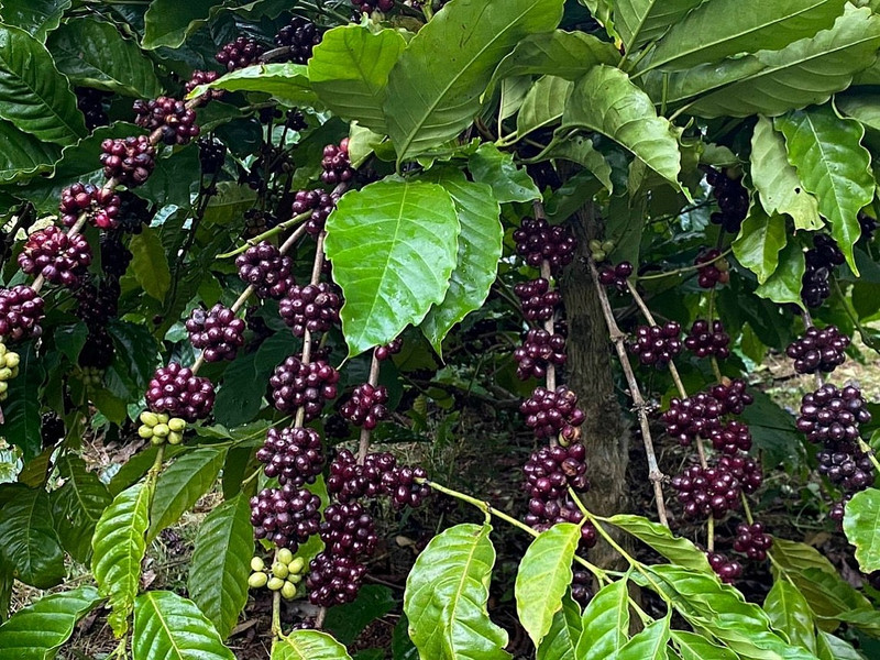 Au cours des deux premiers mois de 2024, le Vietnam a exporté 394 167 tonnes de café. Photo : congthuong.vn