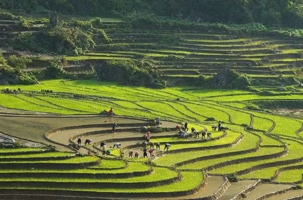 Rizières en terrasse à Sa Pa, province de Lào Cai. Photo : VNA.
