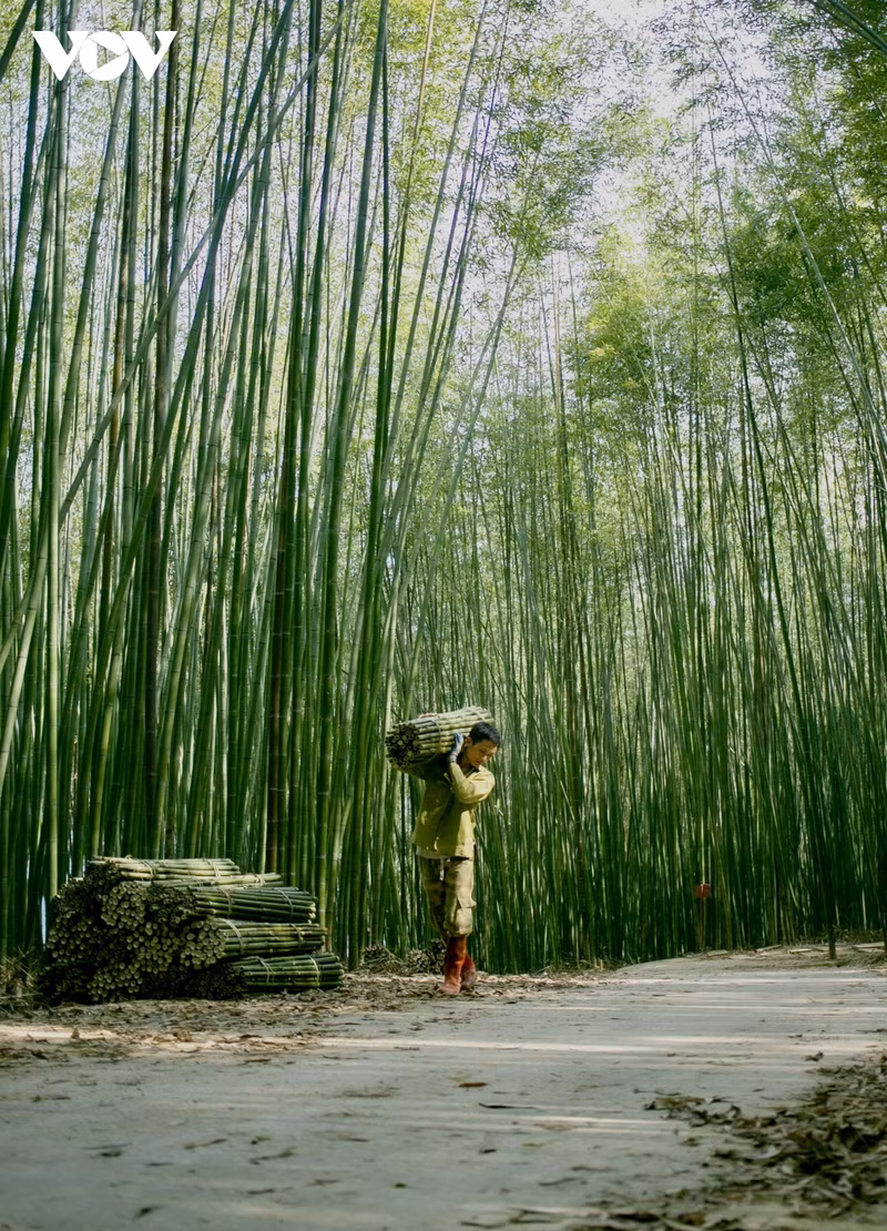 La culture du bambou est un métier important du district de Nguyen Binh. L'ensemble du district compte 17 communes et villes dont 16 communes possèdent des zones de culture du bambou. Les bambous sont exploités et transformés en tables, chaises, nattes de bambou et autres articles ménagers.
