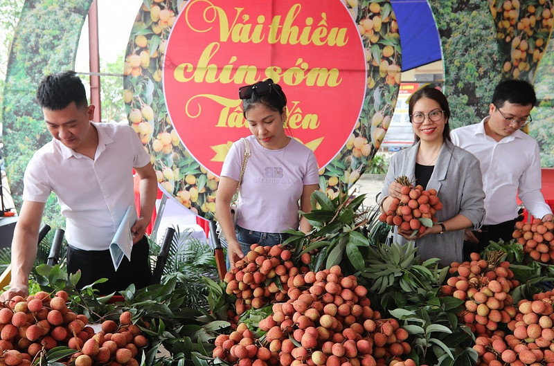 En 2024, le district de Tân Yên compte 1 420 hectares de litchis, avec une production d'environ 15 500 tonnes. Photo : congthuong.vn