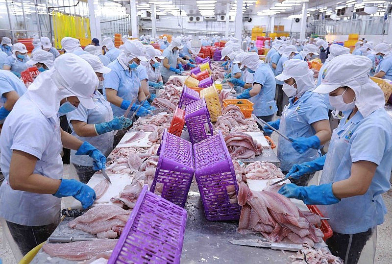 La valeur des exportations de pangasius du Vietnam vers les États-Unis en avril a atteint près de 38 millions de dollars, soit une augmentation de 34% en glissement annuel. Photo : congthuong.vn