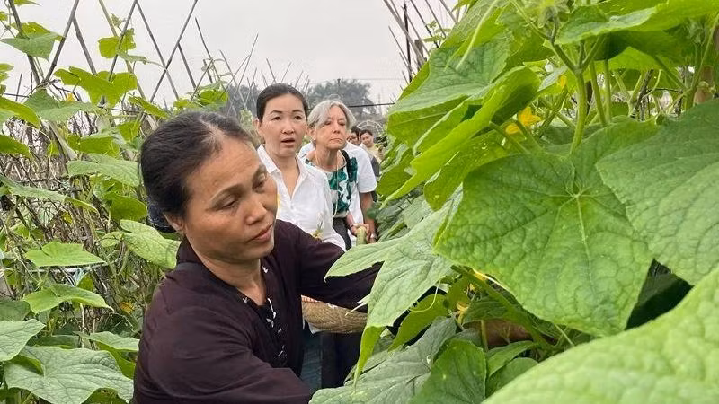 Dans un bio jardin maraîchère de Giang Biên. Photo : NDEL.