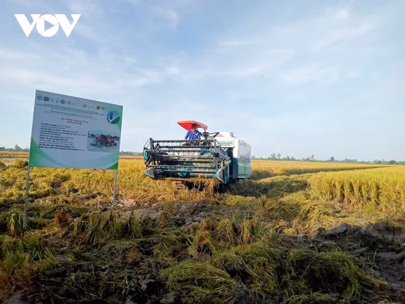 Modèle pilote de riz de haute qualité à Can Tho. Photo : VOV.