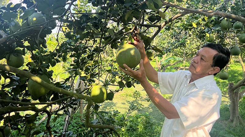 Dans le jardin de pamplemousses à peau verte de Vuong Thanh Cong. Photo : NDEL.
