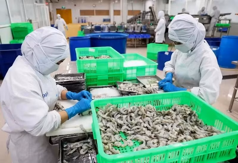 Transformation préliminaire de crevettes pour l'exportation. Photo : VNA.