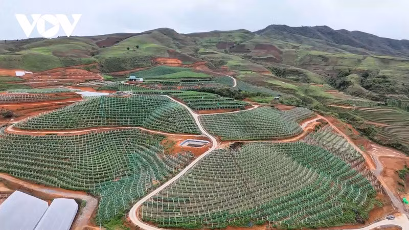 La verte sur le plateau de Si Pa Phin. Photo : VOV.