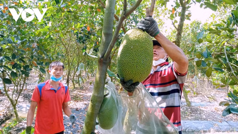 Le Vietnam possède 1,2 million d’hectares d’arbres fruitiers avec une variété de fruits destinés à l’exportation. Photo : VOV.