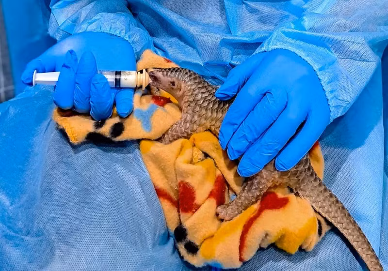Un pangolin a été secouru par SVW. Photo : VOV.