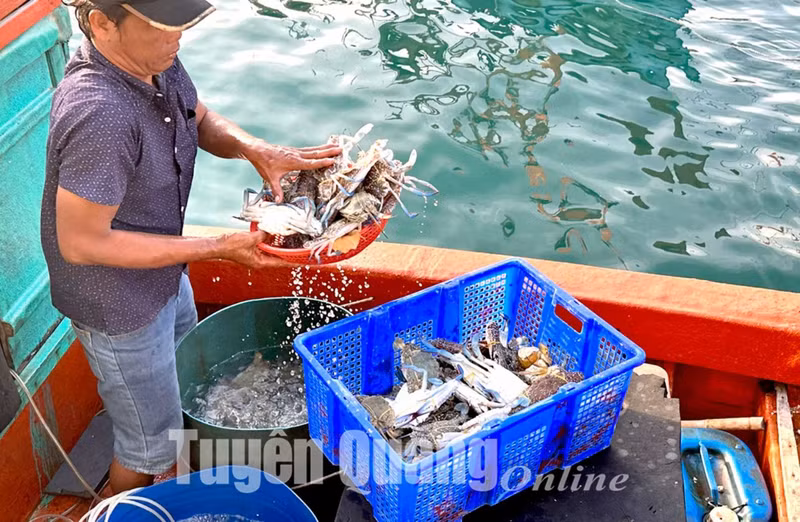 L'île Ngang est un endroit idéal pour déguster des fruits de mer frais. Photo : tuyenquangonline.