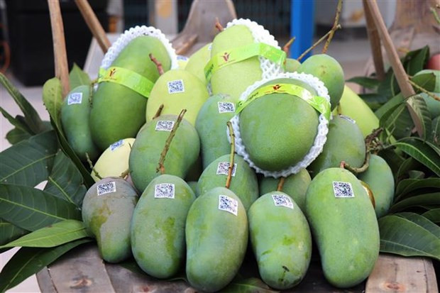 Mangue verte d'An Giang. Photo: VNA