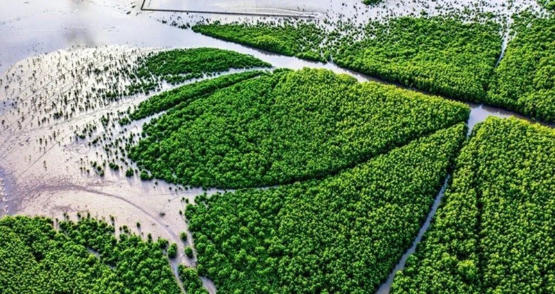 Vue aérienne du forêt de mangrove dans le district de Ngoc Hiên, province de Cà Mau. Photo : VNA/CVN.
