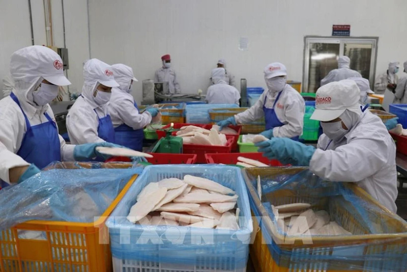 Des ouvriers de l'usine GODACO dans le Parc industriel de My Tho traitent de pangasius à l'export. Photo : VNA.