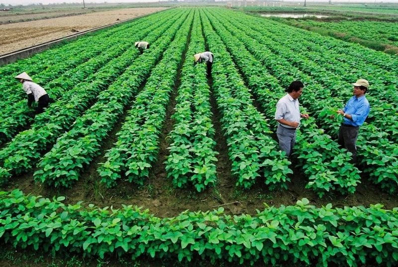 Le développement agricole durable ne peut se passer du rôle des coopératives. Photo : vneconomy.vn