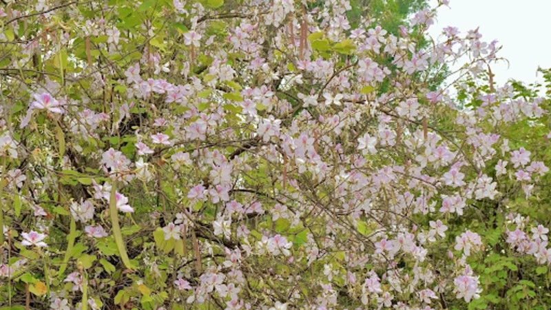 Bien qu’à la fin de sa saison, la floraison des arbres de Ban continue d’attirer de nombreux habitants et touristes à Hanoï, venus immortaliser ces instants magiques. 