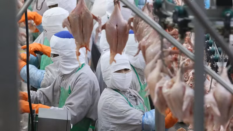 Le poulet frais du Vietnam - un produit potentiel pour l’exportation vers l’Australie. Photo : congthuong.vn