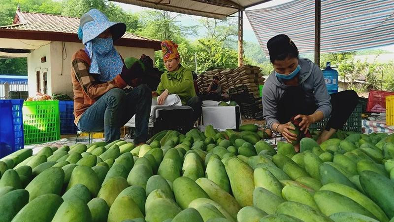 Outre les produits à base de prune et de banane, les produits à base de mangue du district de Yen Chau, province de Son La, ont été exportés vers les marchés européens et chinois. Photo : NDEL.