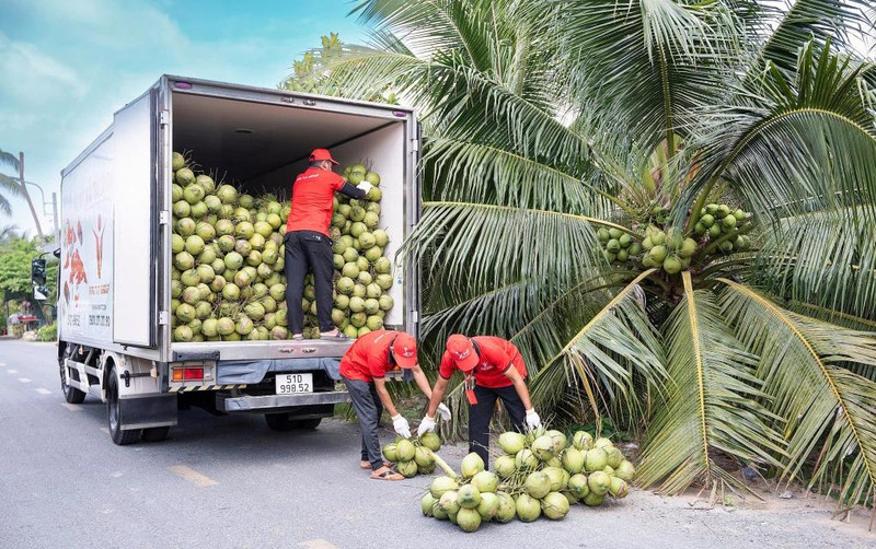 Des ouvriers chargent des noix de coco sur un camion pour les exporter vers les États-Unis. Photo : vnexpress.net