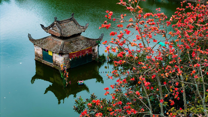 Fin mars, le kapokier fleurit brillamment devant la pagode Thay, reconnue comme « destination touristique nationale spéciale » en 2023. Photo : NDEL.