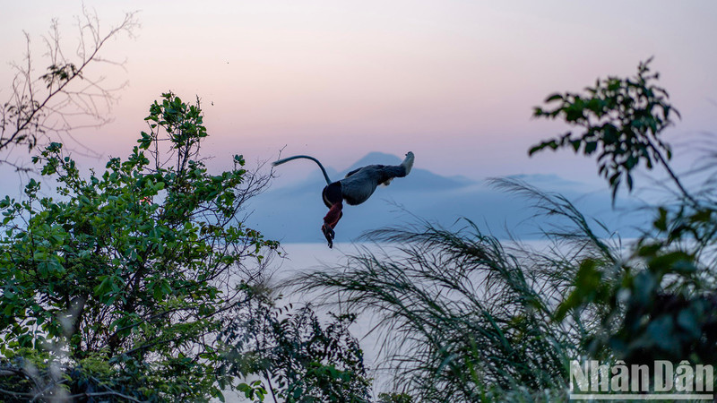 Un douc se balance de branche en branche au coucher du soleil. Photo : NDEL