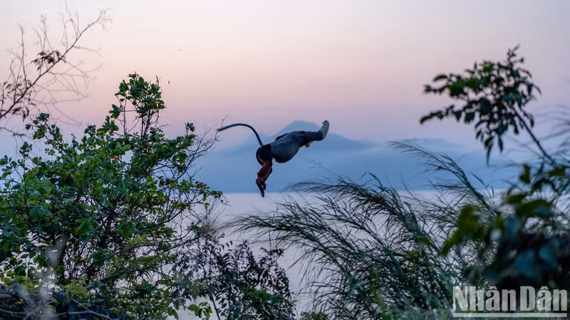 Un douc se balance de branche en branche au coucher du soleil. Photo : NDEL