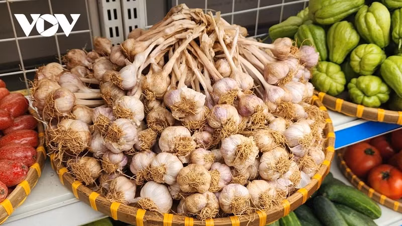 De l'ail fraîchement récolté…