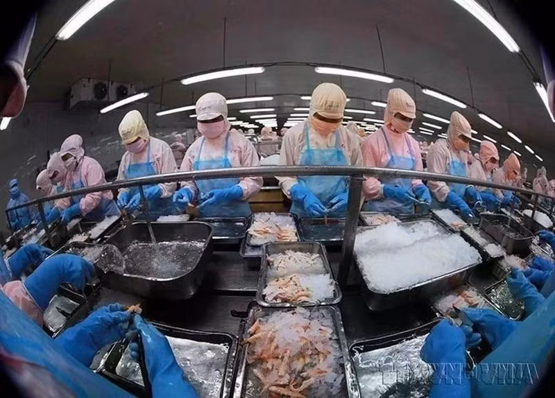 En 2024, le Vietnam a dépassé le Japon pour devenir le 5e plus grand exportateur de produits aquatiques à Singapour. Photo : VNA.