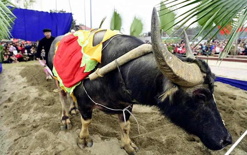 Cérémonie de labourage lors de la Fête de Lông Tông. Photo : NDEL.