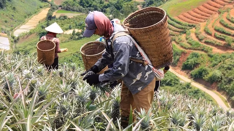 Des H'Mông, commune de Co Ma, district de Thuan Chau, récolte des ananas. Photo : NDEL
